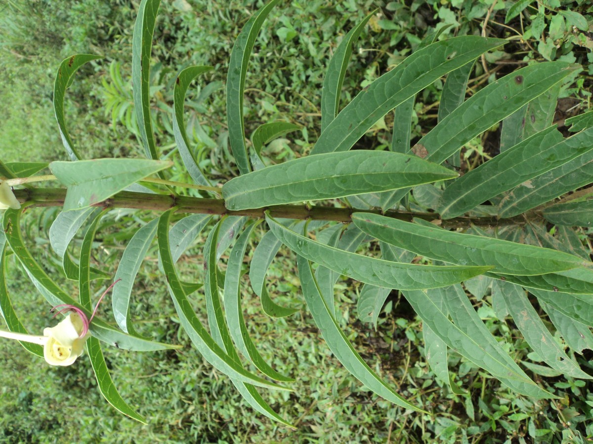 Clerodendrum indicum (L.) Kuntze